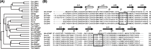 (A) Average distance dendrogram of a MUSCLE multiple sequences alignment of representative FABPs from a diverse set of organisms. As-p18 clusters with nemFABP sequences from other nematodes, here represented by Caenorhabditis elegans (Ce) and Brugia malayi (Bm). The FABPs retrieved from the NCBI protein database were: MFB2 (P31417), Hs-LFABP (P07148), Ss-ILBP (P10289), Gg-LbFABP (P80226), Rn-IBABP (P80020), Hs-IFABP (P12104), Rn-IFABP (P02693), Rn-CRBPI (P02696), Mm- CRABPI (P62965), Xl-CRABPII (P50568.2), Ts-FABP2 (ADZ72849.1), Eg-FABP1 (Q02970), Ts- FABP1 (ADZ72848.1), Lm-MFABP (P41509), Mm-AFABP (P04117), Bt-HFABP (P10790), Sm14 (P29498), Fh15 (Q7M4G0.3), Ce-LBP1 (Q20223), Ce-LBP2 (Q20224), Ce-LBP3 (Q27GU2), As-p18 (AAA98565.1), Bm-FAB1 (AF178439), Ov-FAB1 (BF727540). (B) Structure-based sequence alignment of As-p18 and the closest FABP with known structure, Mm-AFABP, with other nemFABP sequences included. The sequence elements that are consistently extended in the nemFABP subfamily are boxed. Arrows and cylinders indicate β-strands and α-helices in As- p18.