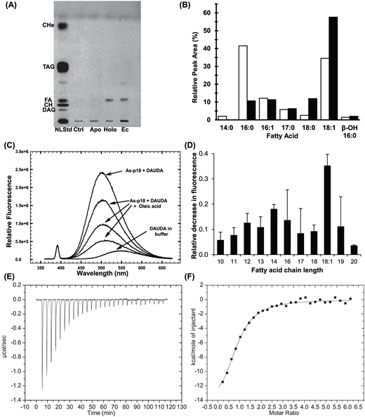 (A) Thin layer chromatography of the lipids that co-purify with As-p18 under conditions that resolve fatty acids and neutral lipids. Holo and Apo, As-p18 purified without or with an HPLC step; NLStd, neutral lipid standard mixture from rat liver homogenate; Ctrl, buffer and solvents only; Ec, E. coli extract; CH, cholesterol; FA, free fatty acid; TAG, triacylglycerols; CHe, cholesterol ester. (B) Relative peak areas of the GC peaks of the methyl esters of the fatty acids that co-purify with As-p18 (filled bars) or that are present in E. coli extract (unfilled bars). (C) Fluorescence emission spectra (excitation at 345 nm) of 1 μM DAUDA in buffer or on the addition of 1.25 μM rAs-p18 and following the competitive displacement of DAUDA from rAs-p18 by the progressive addition of oleic acid: three additions of 10 μl of 1:100 dilution of a 10 mM stock solution of oleic acid were added directly to the fluorescence cuvette. (D) The relative decrease in fluorescence emission at 500 nm of the fatty acid analogue, DAUDA, upon displacement from As-p18 by fatty acids reveals the efficacy of 0.49 μM competing saturated or unsaturated (18:1) fatty acids. (E) Baseline corrected ITC data for the injection of 2% methyl-β-cyclodextrin-solubilized oleate into a solution of As-p18, and (F) the data plotted to show enthalpy per mole of oleate injected versus molar ratio and the fitted binding isotherm.