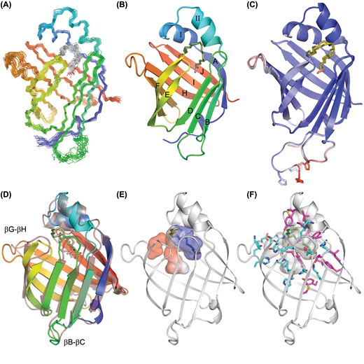 (A) The ensemble of the 20 lowest energy (from a total of 100) NMR structures refined in explicit solvent superimposed on the backbone heavy atoms (PDB: 6I9F). The backbone nitrogen and carbon atoms are shown and the molecule is coloured from blue (N-terminus) to red (C-terminus). Oleate is shown as grey and red sticks. (B) Cartoon representation of the representative NMR structure with the regular secondary structure elements labelled and oleate depicted in stick form and coloured olive green. (C) The two X-ray structures of As-p18 in complex with vaccenate (brown sticks; PDB: 6I8X) that are found in the asymmetric unit superimposed and shown in cartoon form and coloured according to B-factor (from 27 Å2 (blue) to 81 Å2 (red)). The ordered His-tag residues of one copy of As-p18 in the asymmetric unit are shown with the sidechains as sticks. (D) Comparison of the superimposed A-FABP (transparent; PDB: 1HMS) and As-p18 highlighting the positions of the extended nemFABP loops. (E) The ligand binding cavity is shown in surface representation and coloured by electrostatic surface potential (red, negative; blue, positive) within the backbone cartoon. (F) Arrangement of the hydrophobic (magenta sticks) and hydrophilic (cyan sticks) side-chains that line the interior of the cavity As-p18. (D), (E) and (F) are rotated 45° about a vertical axis compared to (A), (B) and (C).