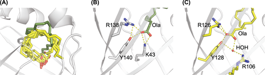 (A) Comparison of the positions adopted by various ligands (in yellow) in the cavities of FABPs: Arachidonate in A-FABP (PDB: 1ADL); oleate in HFABP and SjFABP (PDB: 1HMS and 1VYF, respectively); palmitate in EFABP and EgFABP (PDB: 1B56 and 1O8V, respectively). The backbone cartoon of As-p18 is shown with the bound oleate shown in olive green. Comparison of the ligand carboxylate recognition sites in As-p18 (B) and A-FABP (C) with key residues shown in stick form and labelled with their residue number. Hydrogen bonds are shown as dashed yellow lines.